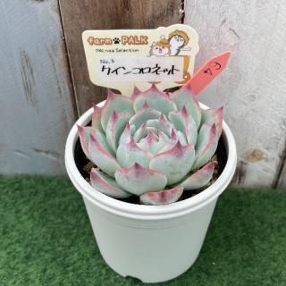 No5  クインコロネット  現物商品