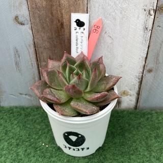 コチョ苗  E.トバレンシスx E.colorata Roof  現物商品
