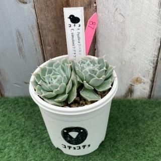 ġ E.hyalinaѥE.simulans饰ʥʪ