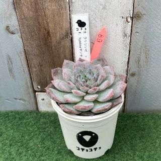 コチョ苗  E.ラウリンゼx E.hyalinaサンチェスメホラダエ 現物商品