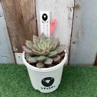 コチョ苗  E.サブコリンボサラウ030x E. トバレンシス 現物商品