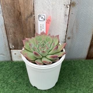 nao苗 ラパスxコロラータアテマハック  現物商品