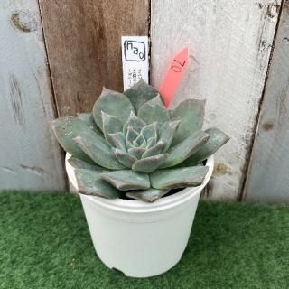 nao苗 ラパスx(堀川コロラータxリンゼアナ)xコロラータルーフ 現物商品