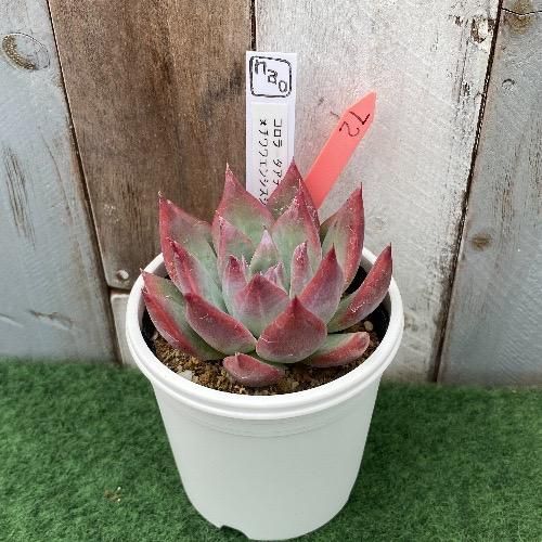 nao苗 コロラータアテマハックxチワワエンシスジェコラ 現物商品