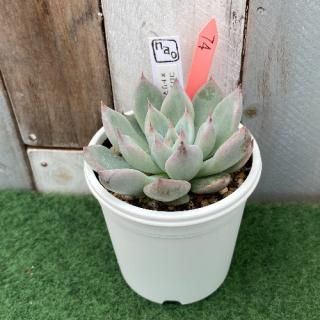 nao苗 コロラータタパルパxトリマネンシス  現物商品