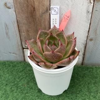 nao苗 ロメオxクスピダータパラス  現物商品