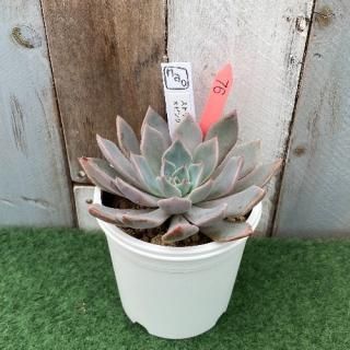 naoġȥꥯեΥԥ󥯥ץƥʪ