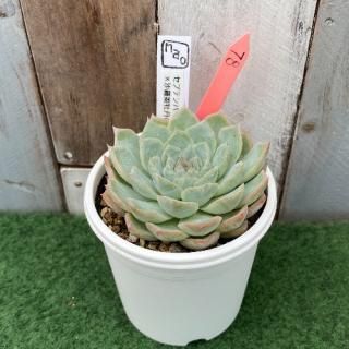 naoġץƥСɱð(ͥڱ)ʪ