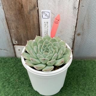 nao苗 旧ヒアリナ(suculentia)xザラゴーサxチワワエンシス 現物商品