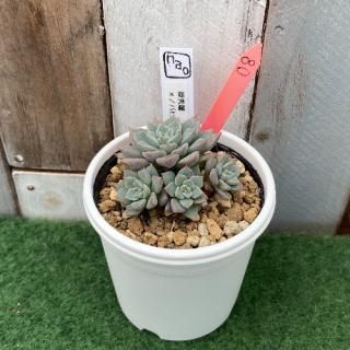 naoġɱΥХҥͥꥢʡʪ