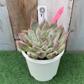 TY苗 チワワエンシスYecora×雪蜂  現物商品