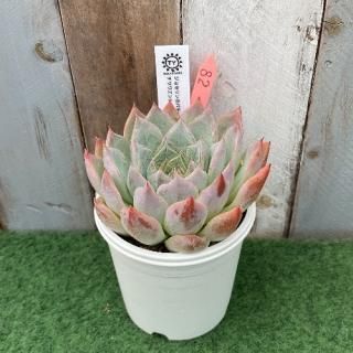 TYġ祻ΥХߥ泌󥷥ӡ֥å塡ʪ