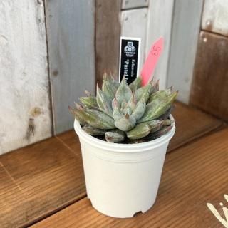 No.11 Pastel Joker 現物商品