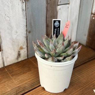 No.11 Pastel Joker 現物商品