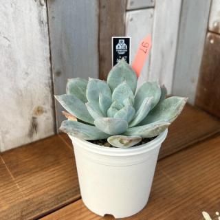 No.17 ɹءʤҤ礦ˡʪ