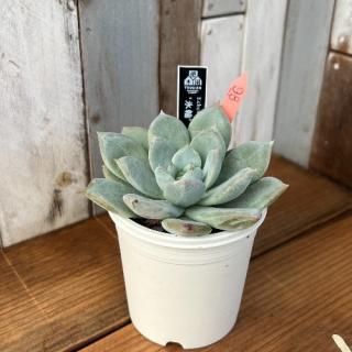 No.17 氷輪(ひょうりん) 現物商品