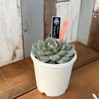 No.5 オルテガ 現物商品