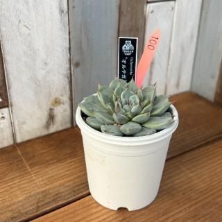 No.5 オルテガ 現物商品