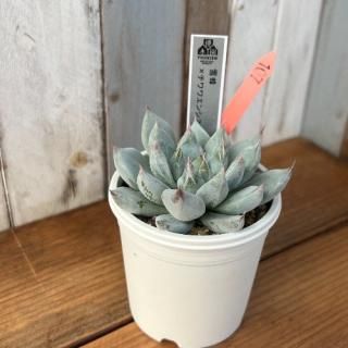 雪蜂xチワワエンシスYecora  現物商品