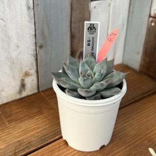 colorata Atemajac×雪蜂  現物商品