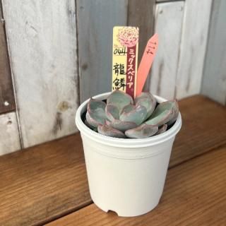 ミックスベリア 龍鱗蓮華   現物商品