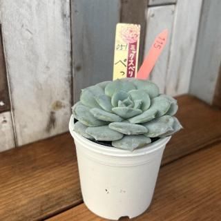 ߥå٥ꥢ   ڤä󡡸ʪ