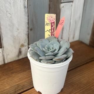 ߥå٥ꥢ   ڤä󡡸ʪ