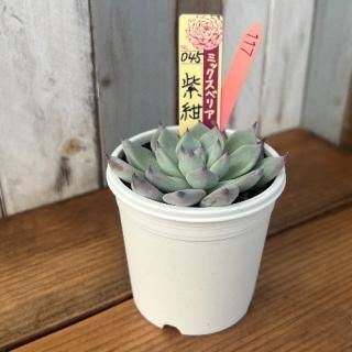 ߥå٥ꥢ  纰𡡸ʪ