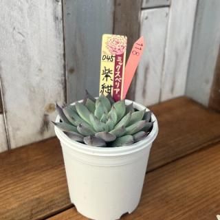 ミックスベリア  紫紺の矢 現物商品