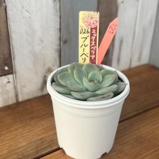 ミックスベリア   ブルーベリームーン 現物商品