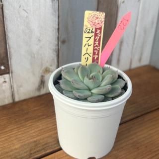 ミックスベリア   ブルーベリームーン 現物商品