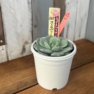 ミックスベリア   ストロベリーミルククラウン 現物商品