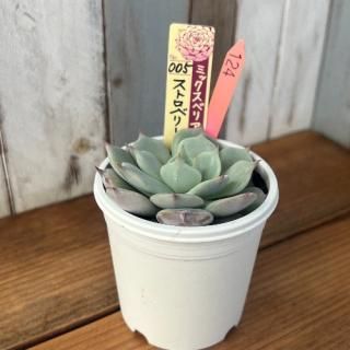 ミックスベリア ストロベリーミルククラウン 現物商品 - 多肉