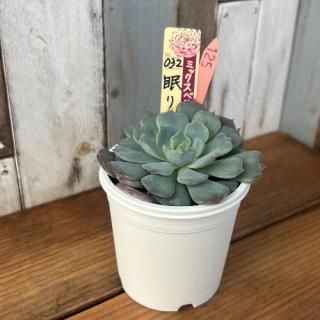 ミックスベリア 眠り姫 現物商品