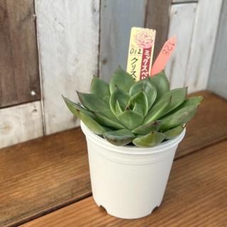 ミックスベリア クリスマスキャロル 現物商品