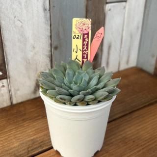 ミックスベリア 小人の渚 現物商品