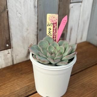 ミックスベリア ラズベリーメモリーズ 現物商品