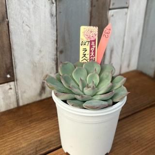 ߥå٥ꥢ饺٥꡼꡼ʪ