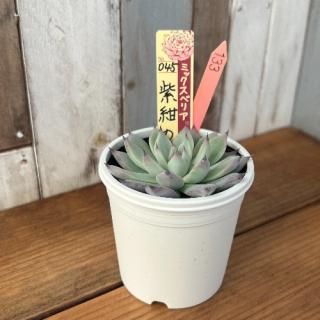 ߥå٥ꥢ  纰𡡸ʪ