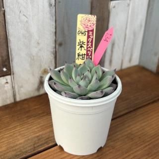 ߥå٥ꥢ  纰𡡸ʪ