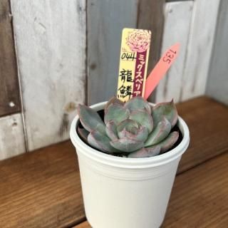 ミックスベリア 龍鱗蓮華   現物商品