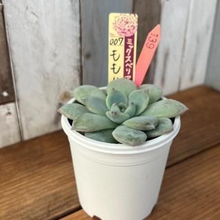 ミックスベリア ももりん 現物商品