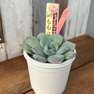 ミックスベリア ももりん 現物商品