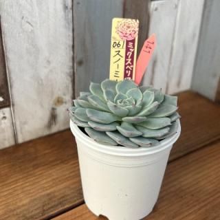 ミックスベリア   スノーミルフィーユ 現物商品