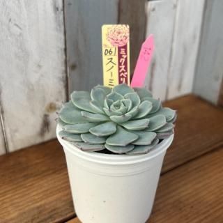 ミックスベリア   スノーミルフィーユ 現物商品