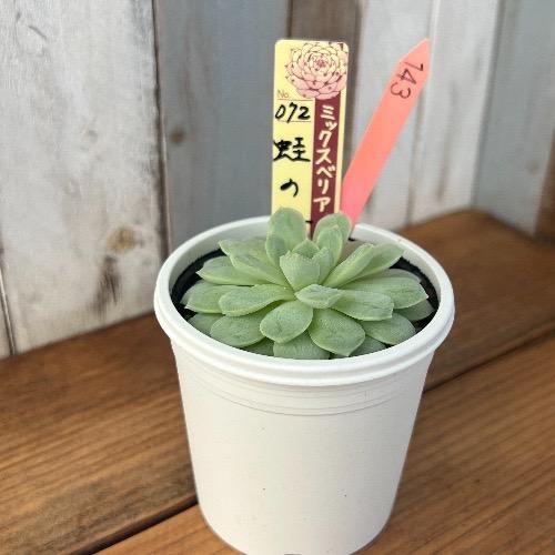 ミックスベリア 蛙の音 現物商品 - 多肉植物 人気の多肉植物 多