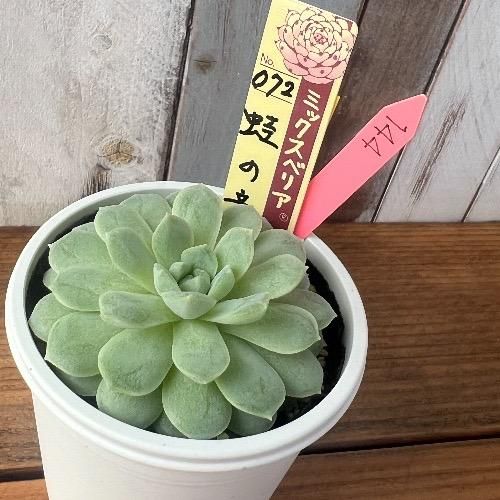 ミックスベリア 蛙の音 現物商品 - 多肉植物 人気の多肉植物 多