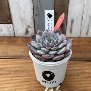 ġ E.饦x E.hyalinaۥʪ