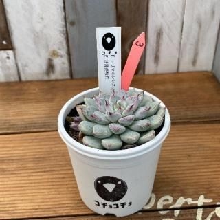 ġE.ȥޥͥ󥷥 E.ɱðʪ