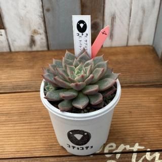 ġ E.֥ܥ饦xE. ȥХ󥷥ʪ